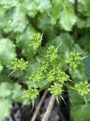 Tauschia arguta
