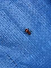 Enoclerus ichneumoneus