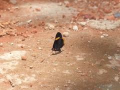 Riodina lycisca