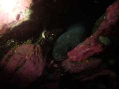 Red Cusk-Eel photo 3
