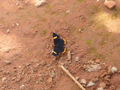 Riodina lycisca