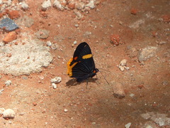 Riodina lycisca