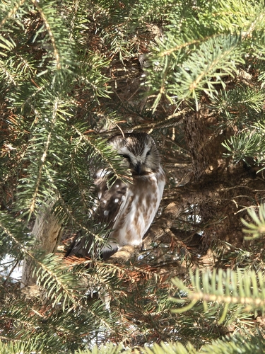 Northern Saw-whet Owl observed by coreyjw_y