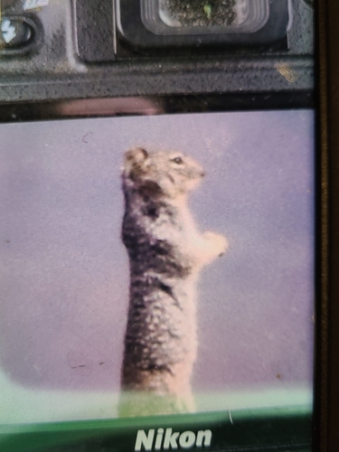 Rock Squirrel observed by ellen_w