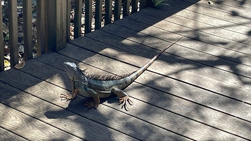 Green Iguana