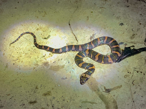Photo of a Deuve's Water Snake (Homalopsis nigroventralis)