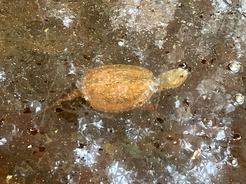 Common Snapping Turtle observed by dark_l0rd2