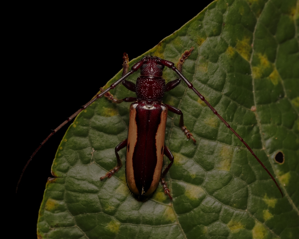 Poeciloxestia dorsalis
