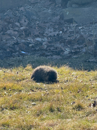Yellow-bellied Marmot observed by mjzimmer
