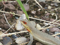 Microlophus arenarius