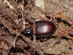 Gastrellarius honestus