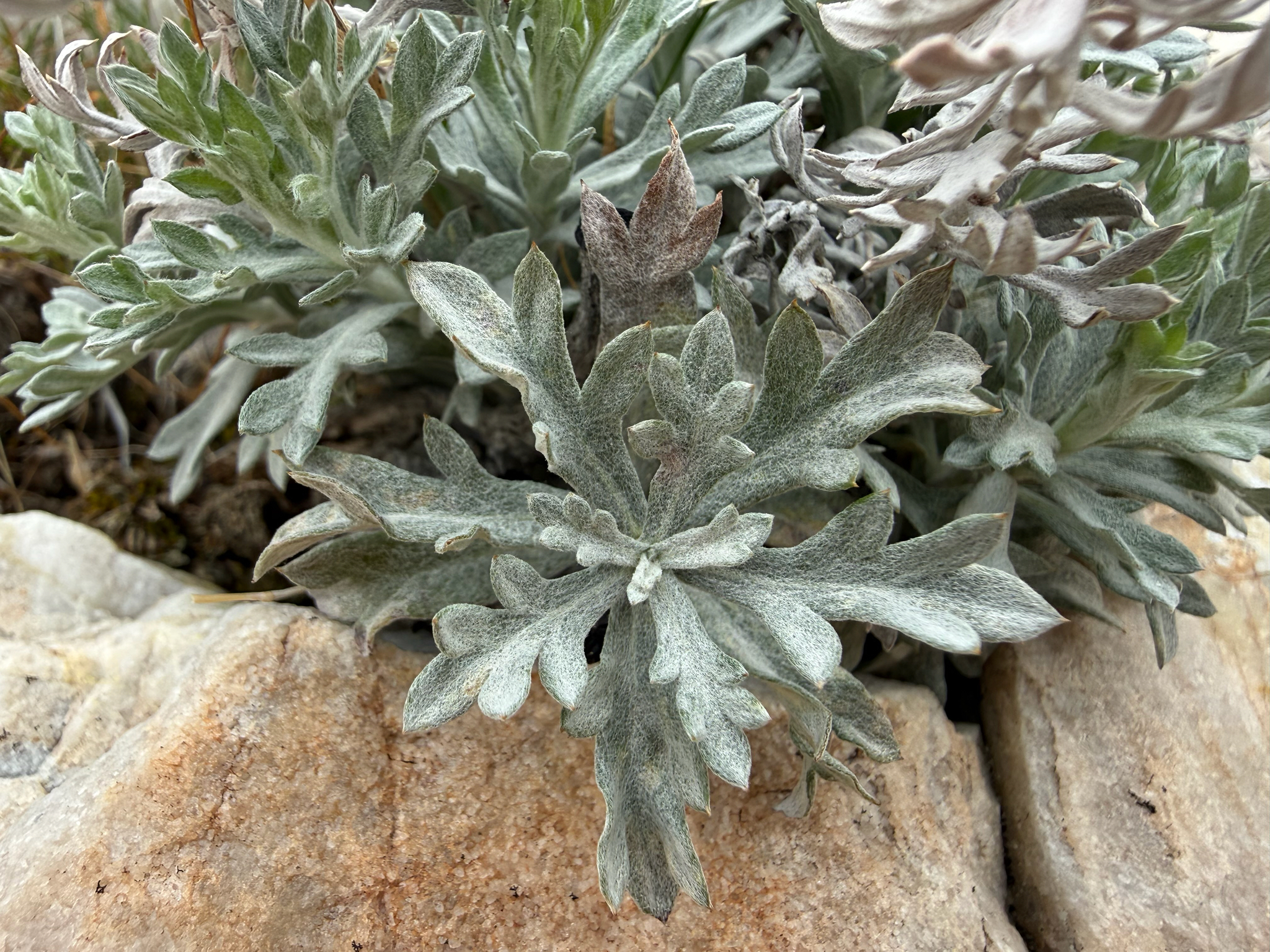 Imagem de Artemisia ludoviciana