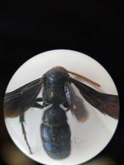 Scoliinae