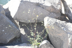 Perityle crassifolia robusta