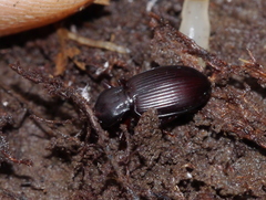 Gastrellarius honestus