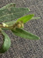 Callaeum macropterum