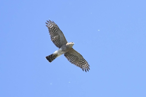 Sharp-shinned Hawk observed by zr217
