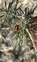 Psorothamnus schottii