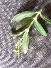 Callaeum macropterum