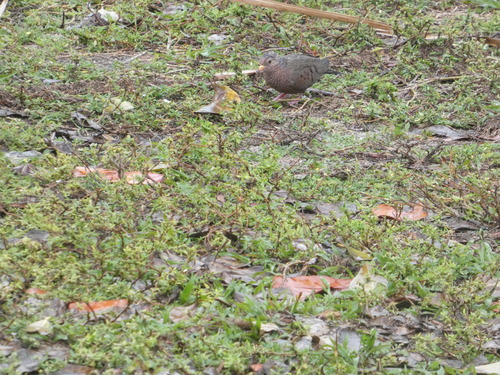 Common Ground Dove observed by muddphoto