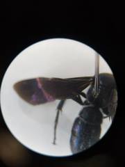 Scoliinae