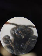Scoliinae