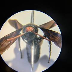 Scoliinae