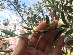 Callaeum macropterum