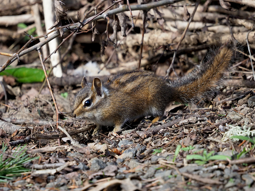Townsend's Chipmunk observed by johnrakestraw