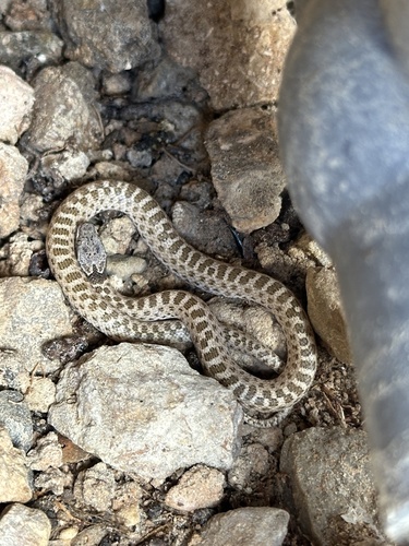 Desert Nightsnake