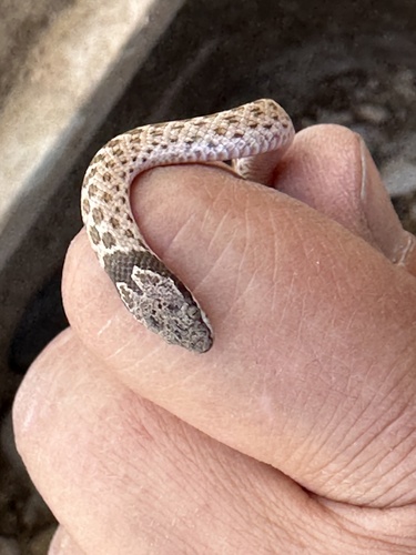 Desert Nightsnake