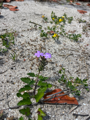 Coastal Mock Vervain (Glandularia maritima)