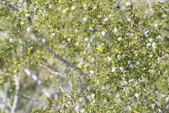 Larrea tridentata tridentata