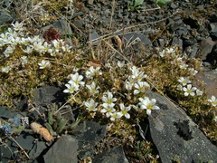 Pseudocherleria macrocarpa