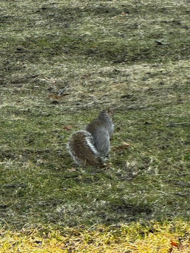 Eastern Gray Squirrel