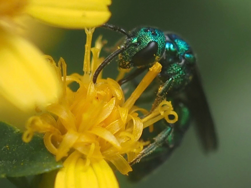 Emerald Armored-Cuckoo sweat bee
