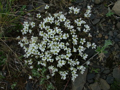 Pseudocherleria macrocarpa