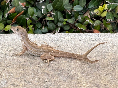 Brown Anole