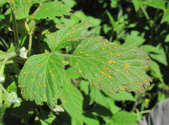 Phragmidium rubi-idaei