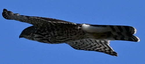 Cooper's Hawk observed by biotic_factor