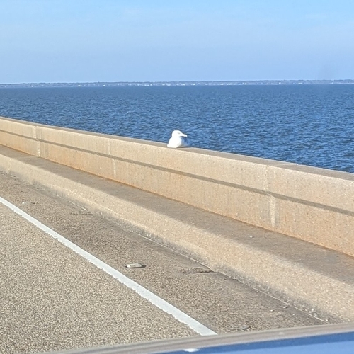 American Herring Gull observed by ncb1221