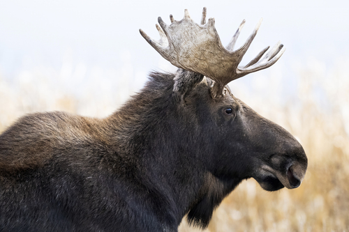 Moose photographed in North Dakota