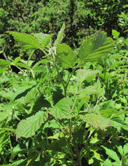 Phragmidium rubi-idaei