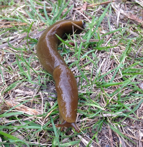 Button's Banana Slug