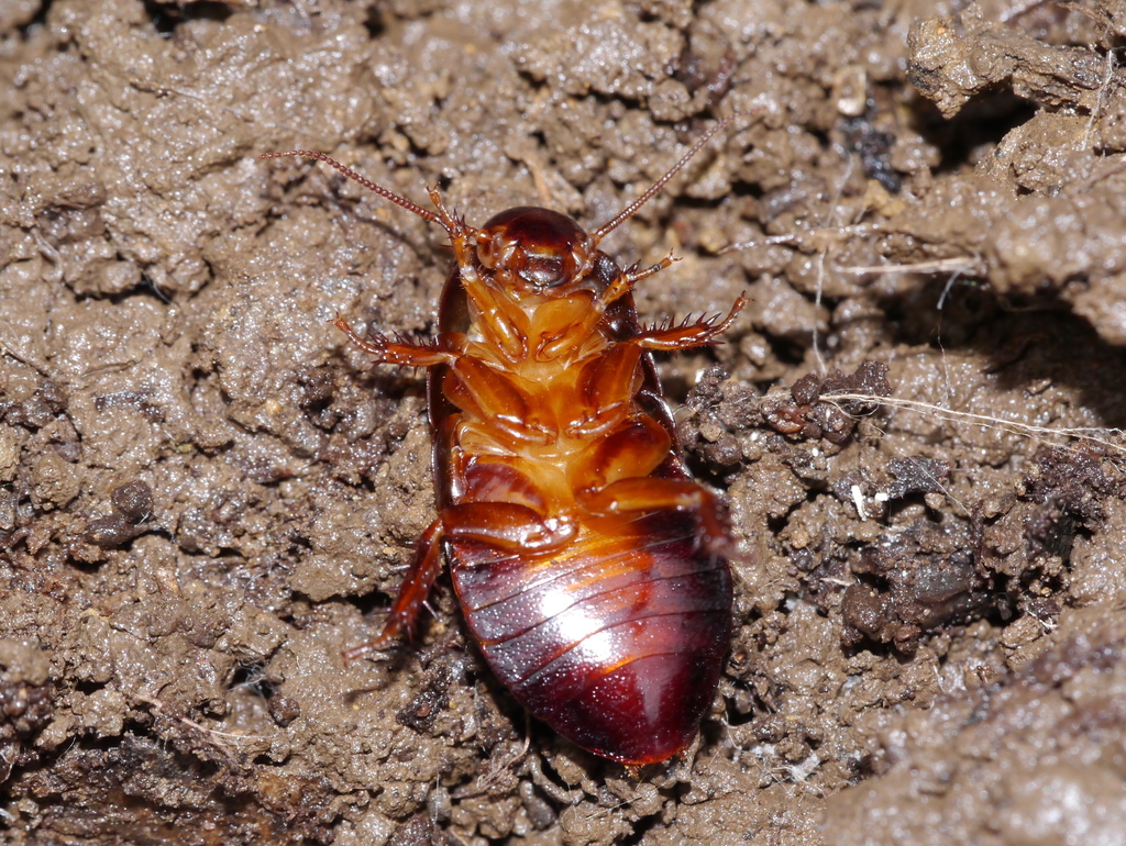 Brown-hooded Cockroach