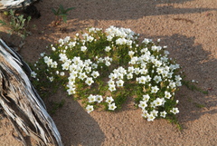 Pseudocherleria macrocarpa