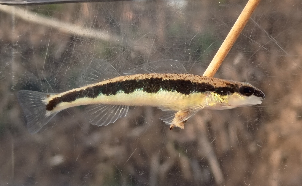 Etowah Bridled Darter
