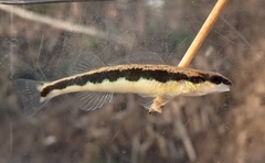 Etowah Bridled Darter photo 1