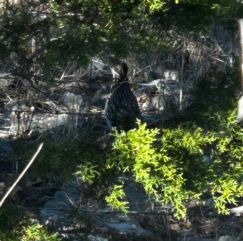 Greater Roadrunner observed by lwildman