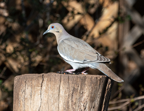 White-winged Dove observed by mrknox